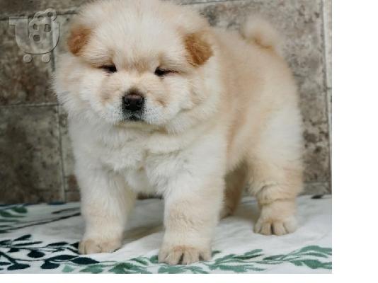 PoulaTo: Ποιοτικά κουτάβια Chow Chow προς πώληση